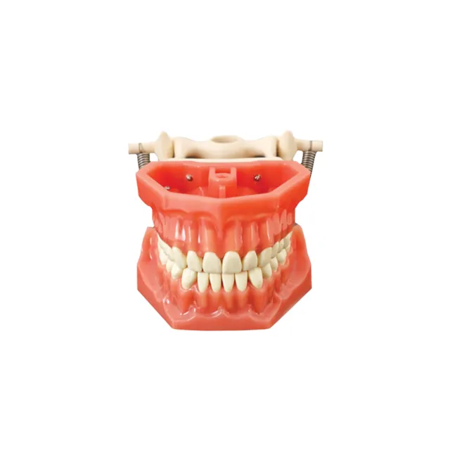 Arma Dental Fantom Çene photo