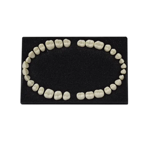 Arma Dental Fantom Diş photo