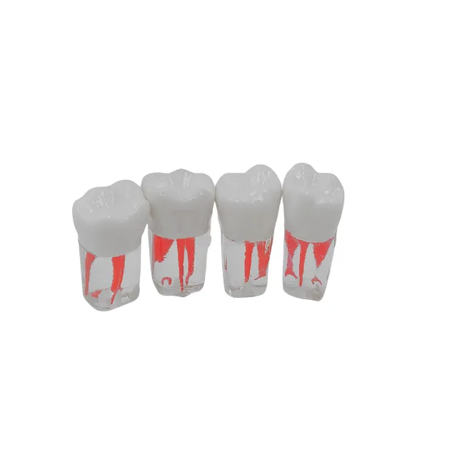 Fuji Endodontik Kronlu Kanallı Dişler photo