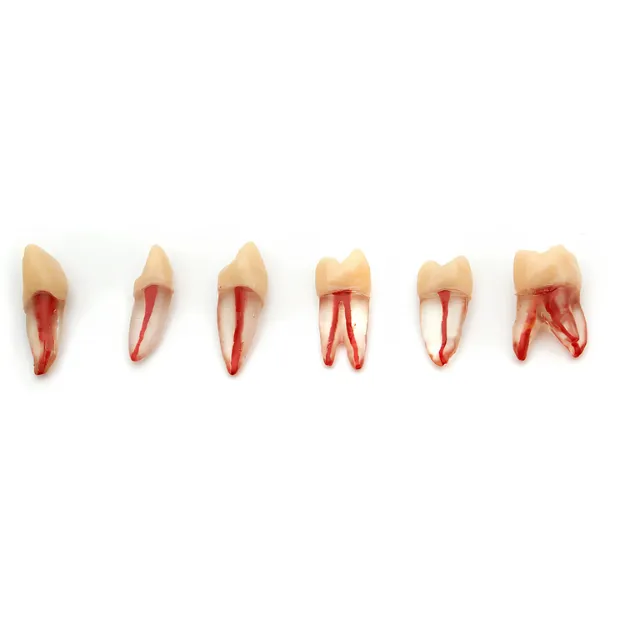 Fuji Endodontik Kronlu Şeffaf Diş Ayrı Köklü photo