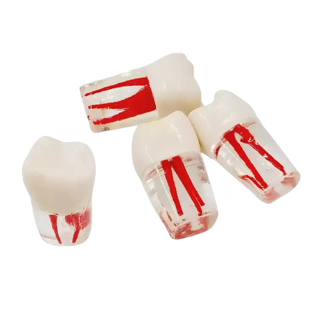 Fuji Endodontik Şeffaf Kanallı Köklü Dişler photo